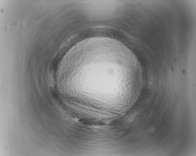 X0000052581394200507292020