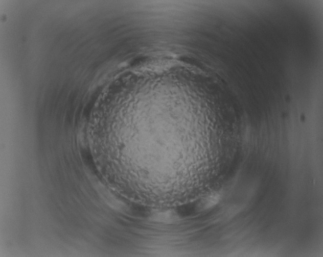 X0000052590185200507011320