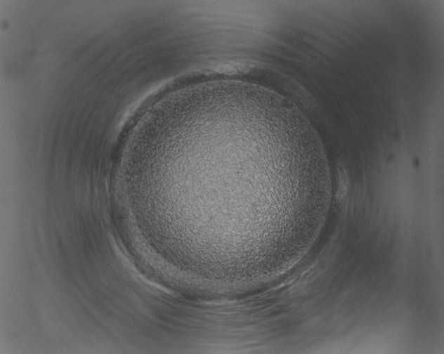 X0000052590444200507011315