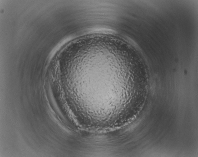 X0000052591043200507011306