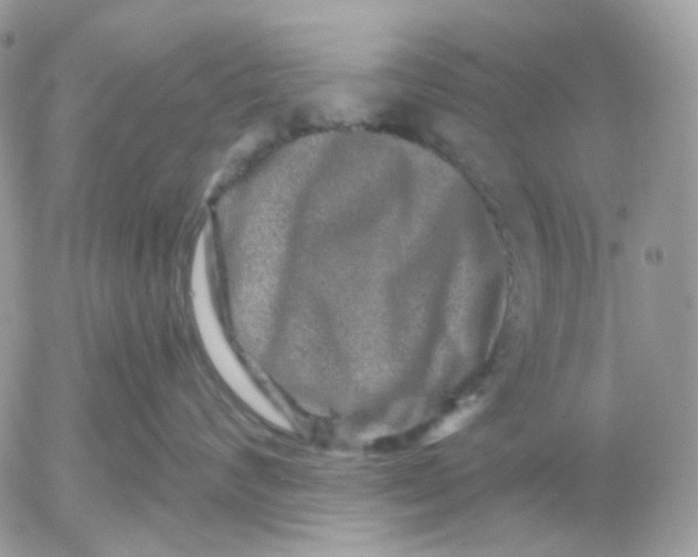 X0000052590624200507221610