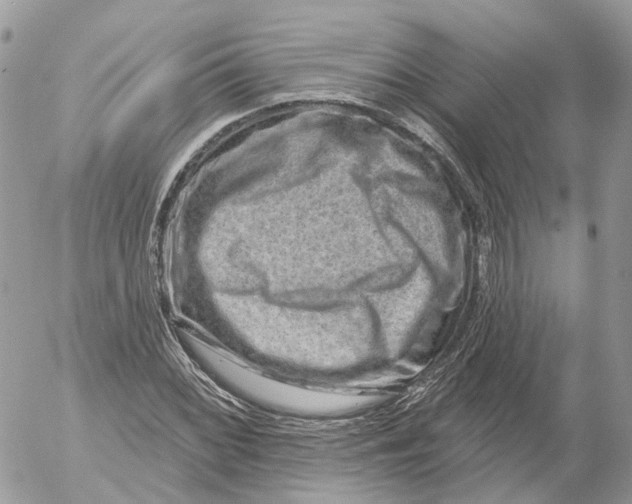 X0000052591068200507221603