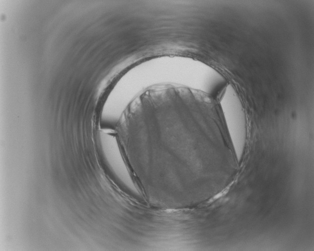 X0000052590244200507292104