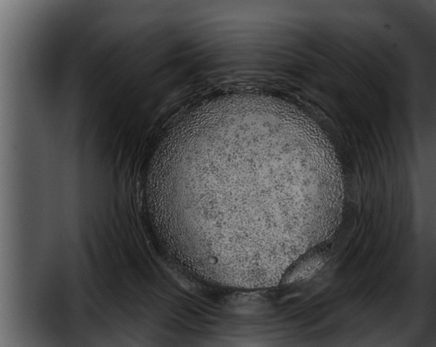 X0000052600086200507160022