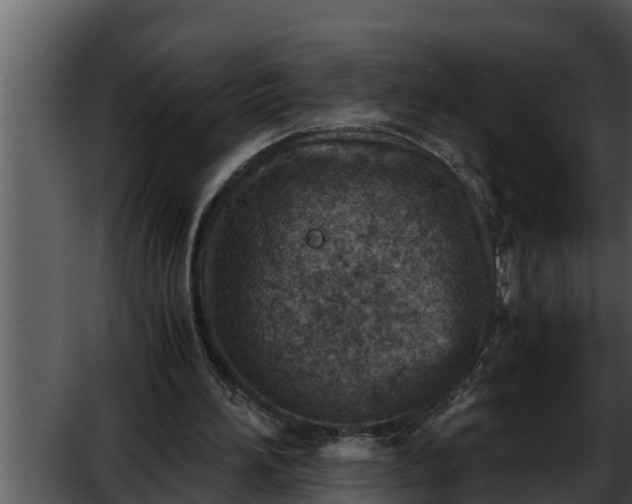 X0000052600196200507160020