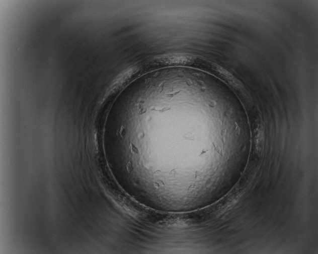 X0000052600254200507160018