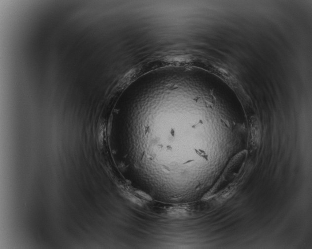 X0000052600574200507160014