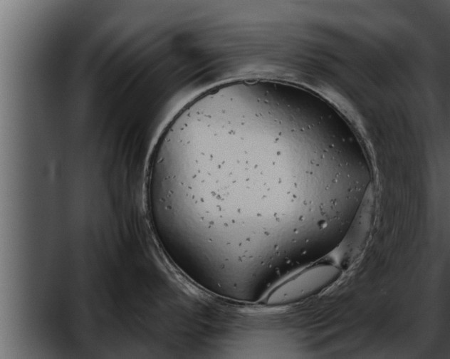 X0000052601296200507160001