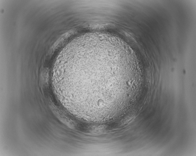 X0000052600495200507221637