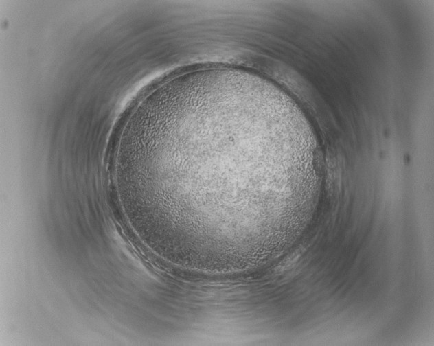 X0000052600628200507221635