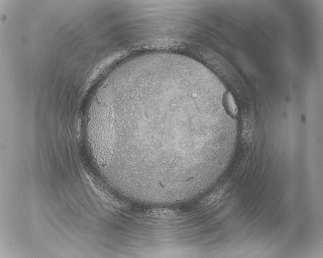 X0000052600636200507221635