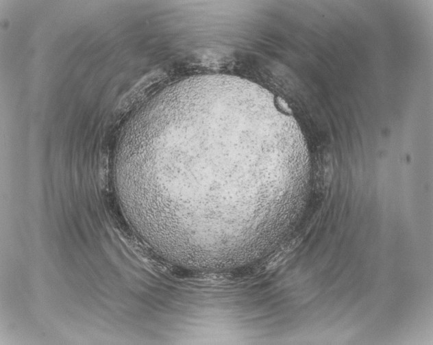 X0000052600656200507221635