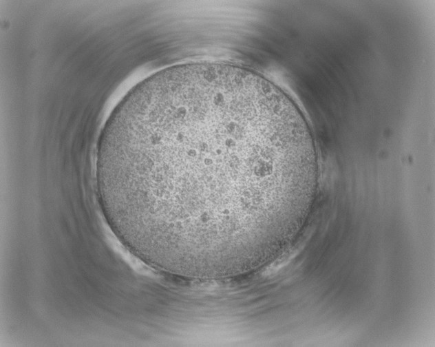 X0000052601099200507221627