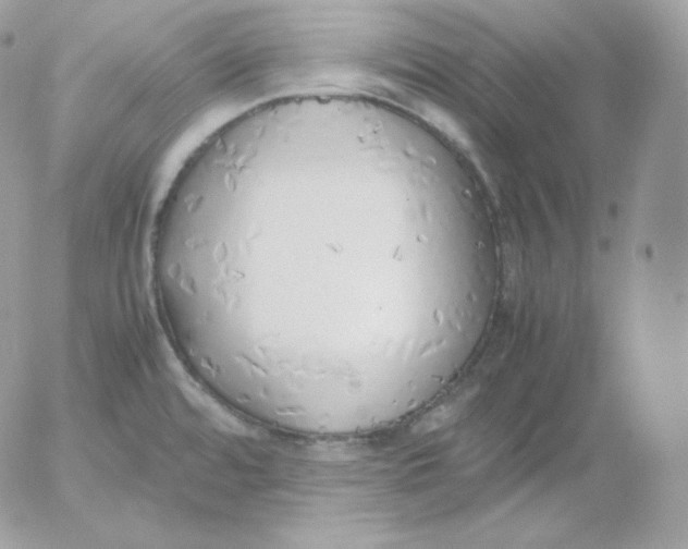 X0000052601480200507221621