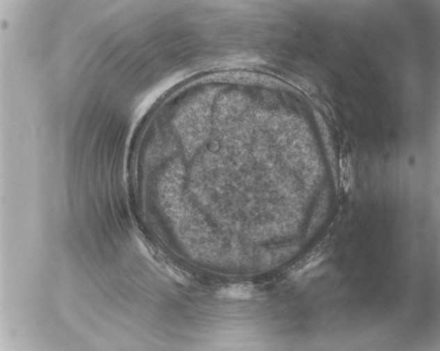 X0000052600196200507292131