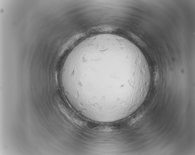 X0000052600254200507292130