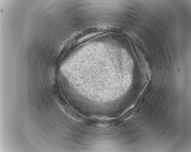 X0000052600496200507292126