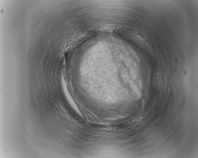 X0000052600504200507292126