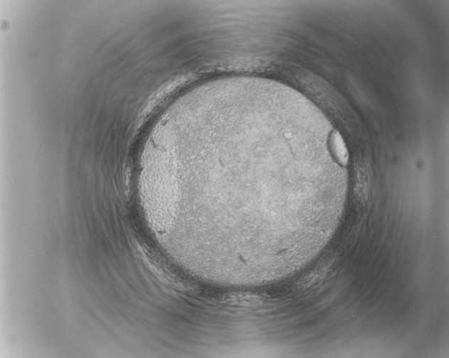 X0000052600636200507292124