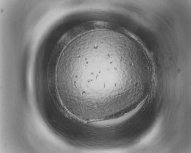 X0000052601199200507292115