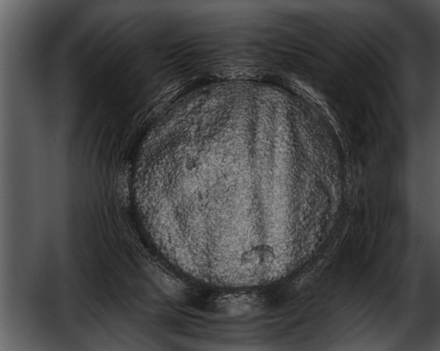 X0000052630065200507160141