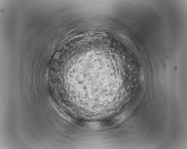 X0000052630409200507221755