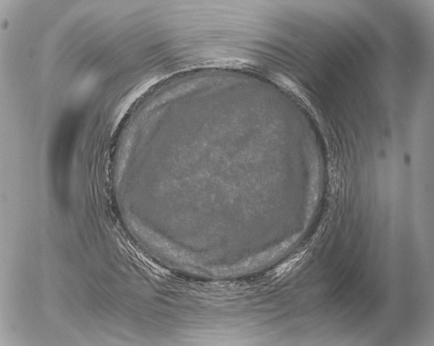 X0000052630875200507221747