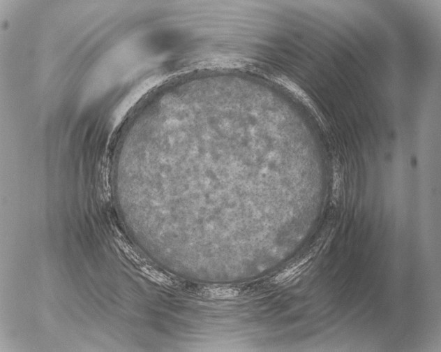 X0000052630878200507221747