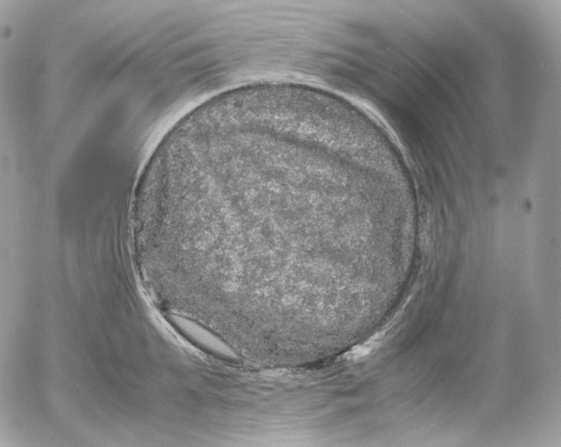 X0000052630903200507221747