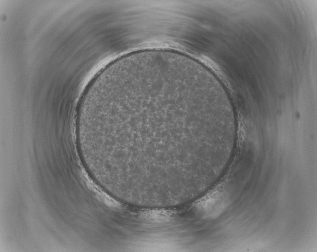 X0000052630950200507221746