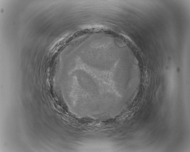 X0000052630967200507221746