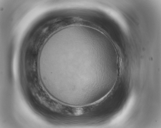 X0000052631199200507221742