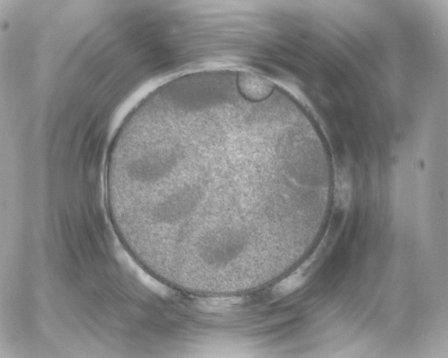 X0000052631294200507221740