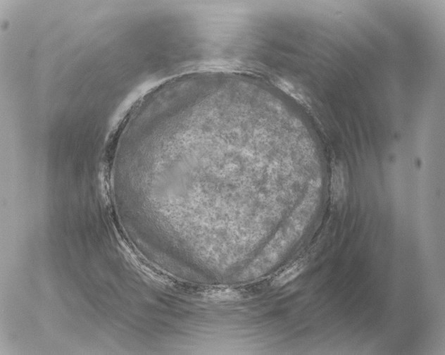 X0000052631454200507221738