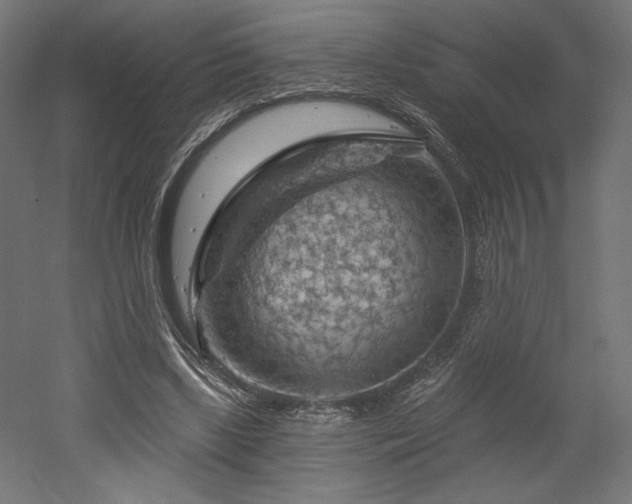 X0000052640443200507011350