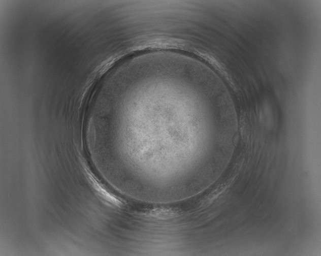 X0000052640445200507011350