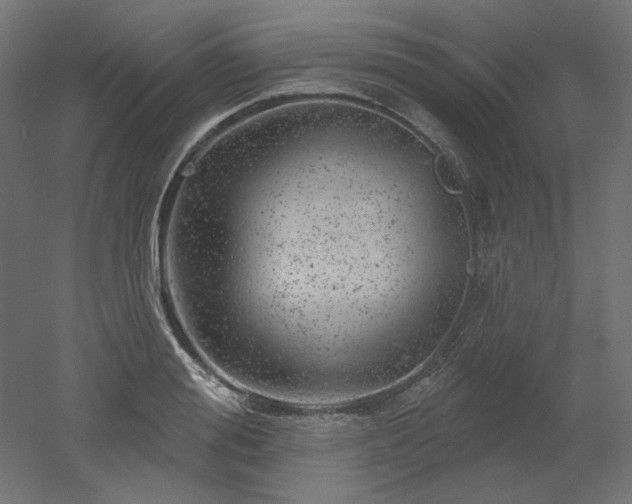 X0000052640988200507011341