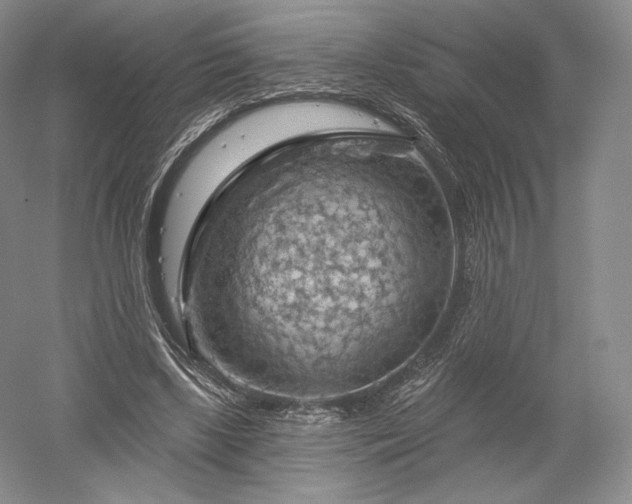 X0000052640443200507082010