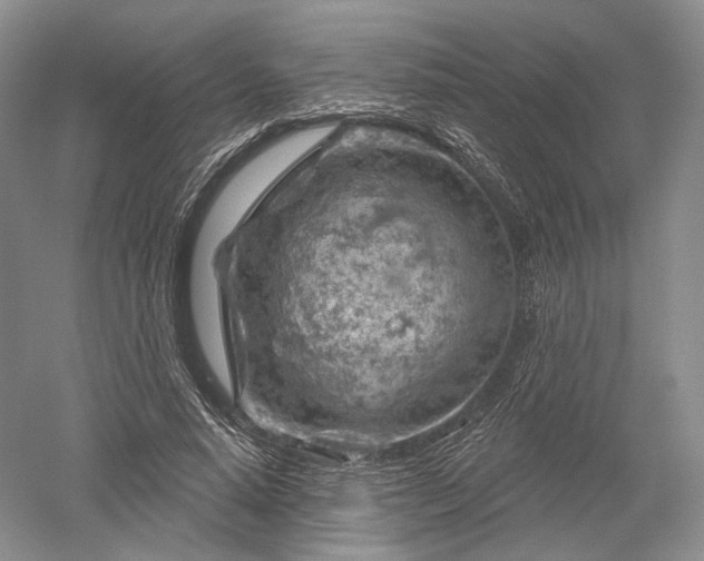 X0000052640640200507082006