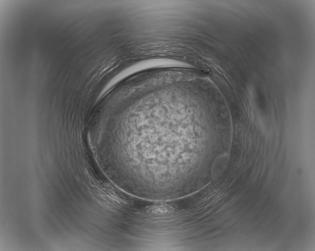 X0000052640652200507082007