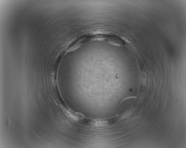 X0000052640670200507082007