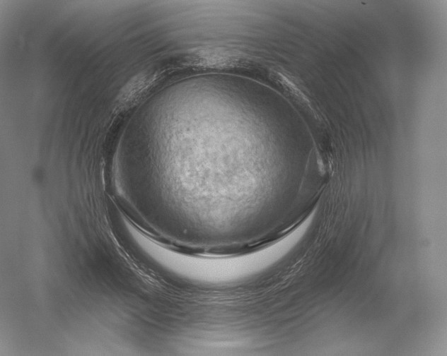 X0000052640685200507082006