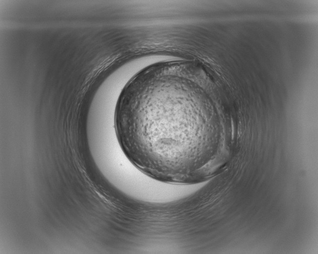 X0000052640740200507082005