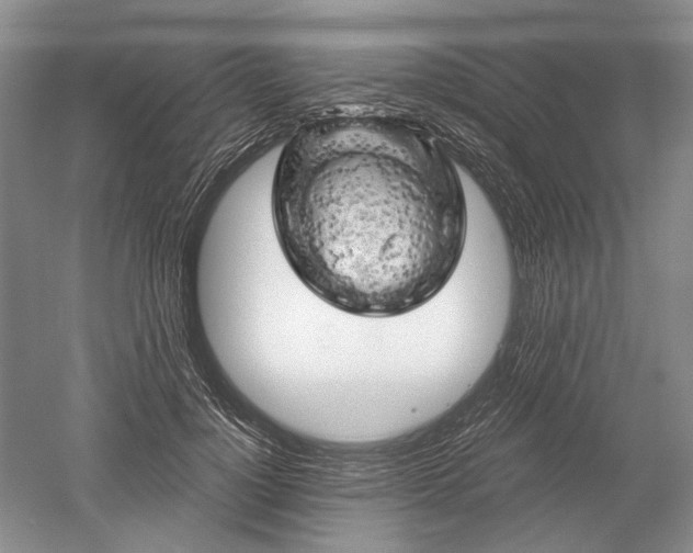 X0000052640748200507082005