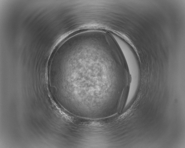 X0000052640839200507082003