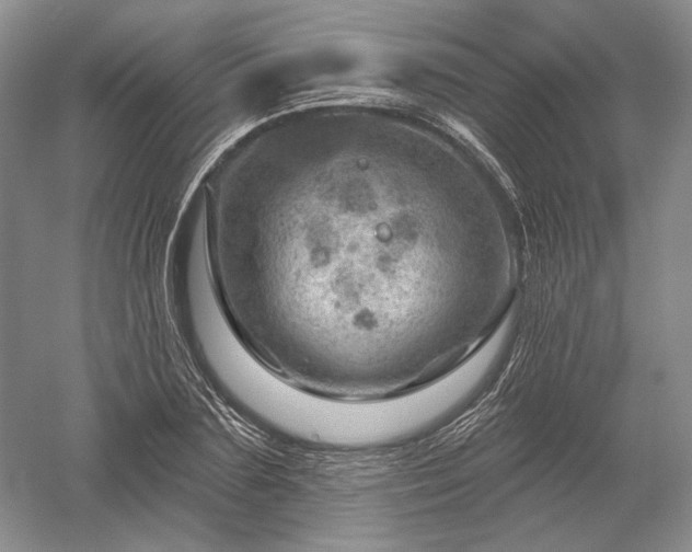 X0000052640883200507082002