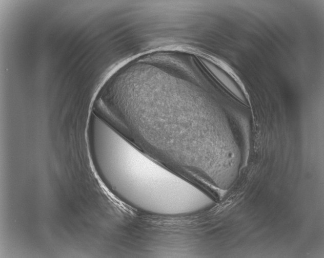 X0000052640951200507082002