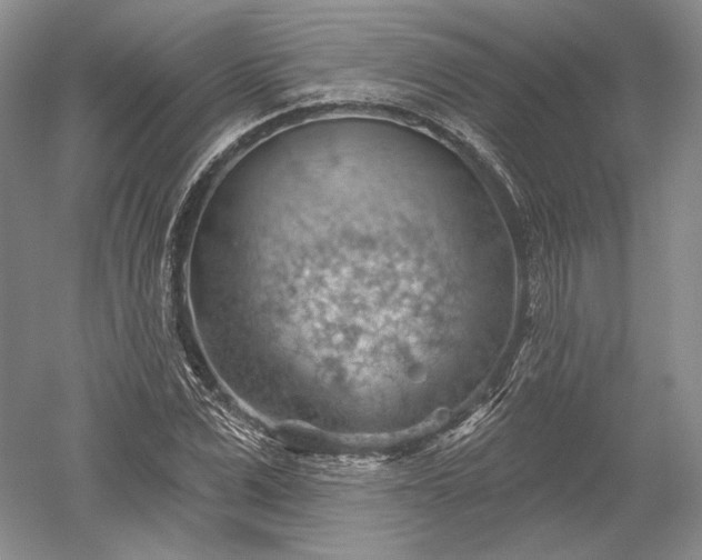 X0000052640975200507082001