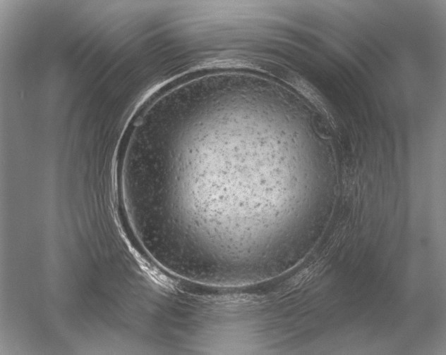 X0000052640988200507082001