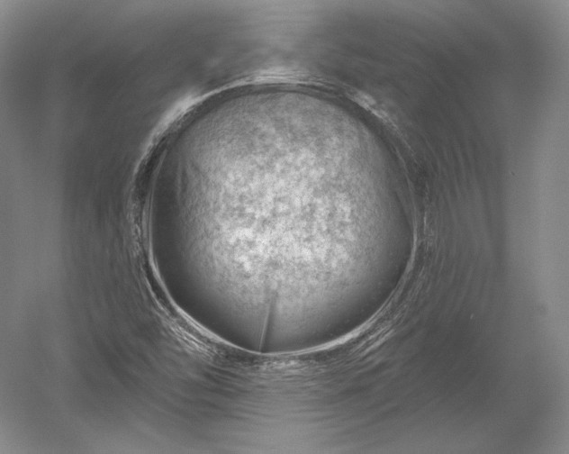 X0000052641454200507081953